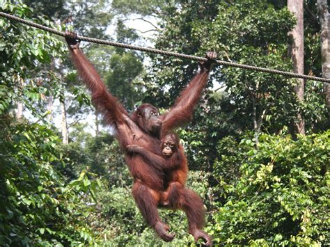 Zoo virtuale: Foto Orango