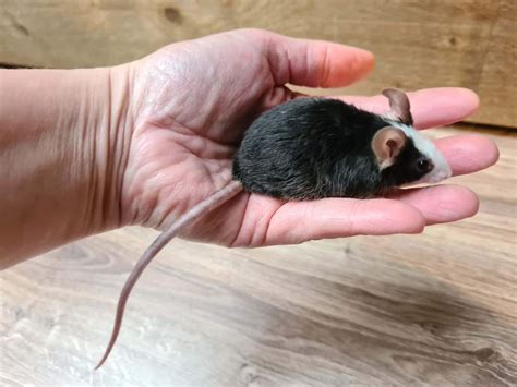 Fancy mouse Owned by other HV Jack #6381