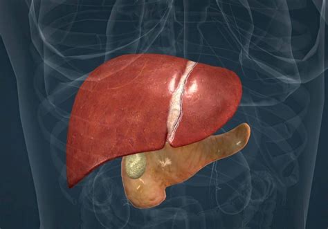 largest human body organ top  biggest body parts