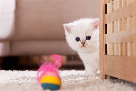 Самых милых кошечек - картинки и фото koshka.top