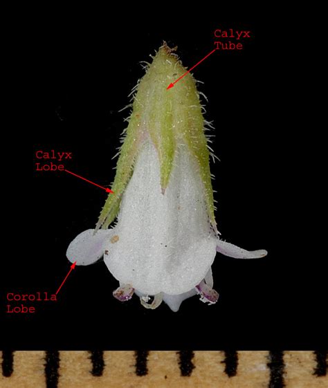 Astragalus gilviflorus