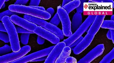 Explained: What is brucellosis, the disease that has infected thousands ...