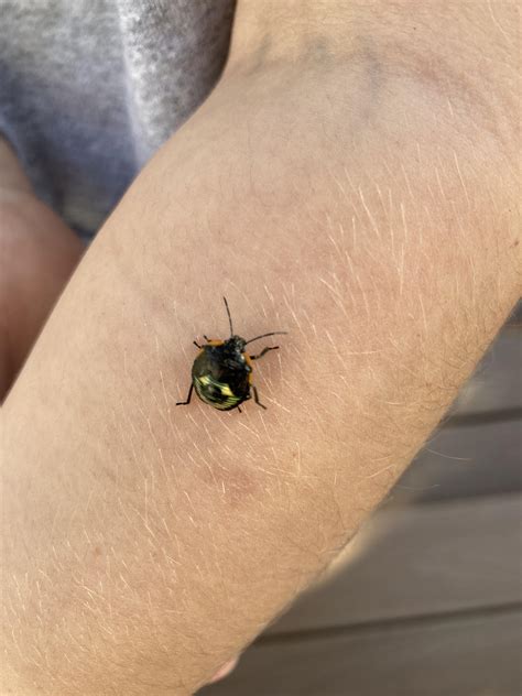 What is this? Seems like some kind of stink bug? East Tennessee : r/Insect