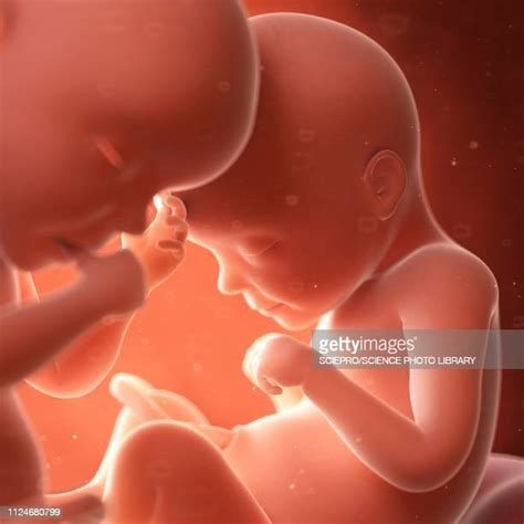 twins   womb   premium high res pictures getty images