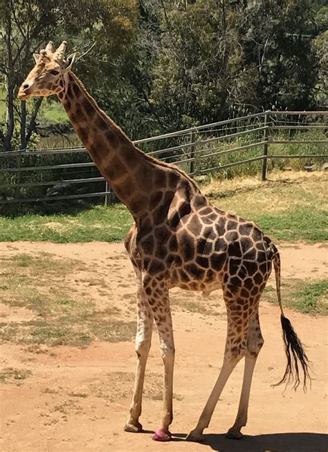 Canberra Zoo | Cute animals, Animals, Giraffe