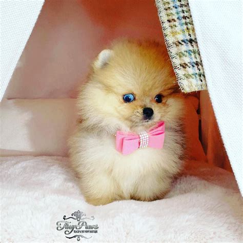 Exotic Pomeranian Teacup Teddy Bear Blue Merle Tony – Master Bulldogs Miami ...