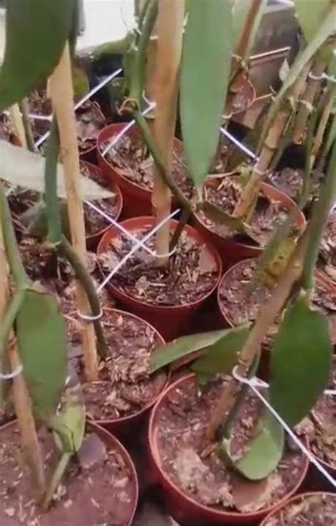 Vanilla Vine Plants - Nursery, Plants, Health & Beauty Hartbeespoort