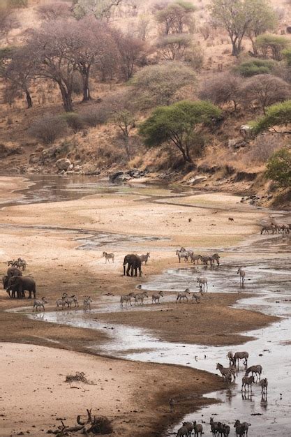 Premium Photo | A happy herd of elephants in nature