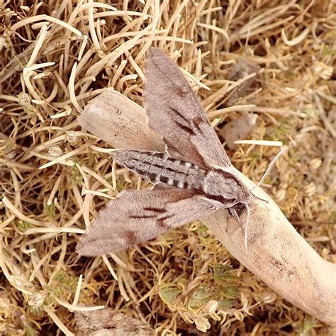 Pine Hawk-moth | Somerset Moths