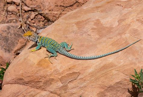 The Stunning Wildlife of Mesa Verde National Park - A-Z Animals