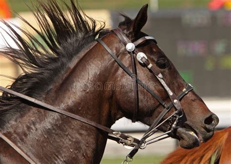 Flowing Mane stock image. Image of mane, head, thoroughbred - 11232253