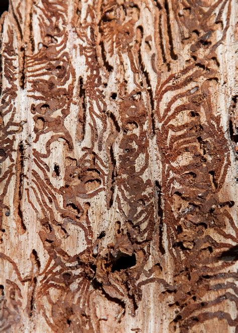 bark beetle pest forest dieback  photo  pixabay