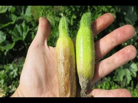Гниют кабачки! Без паники! Легко исправить ситуацию! - YouTube
