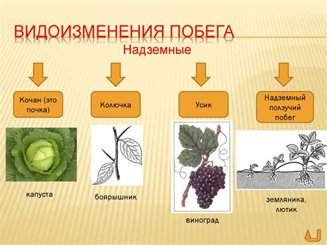 Внешнее строение побега - презентация онлайн