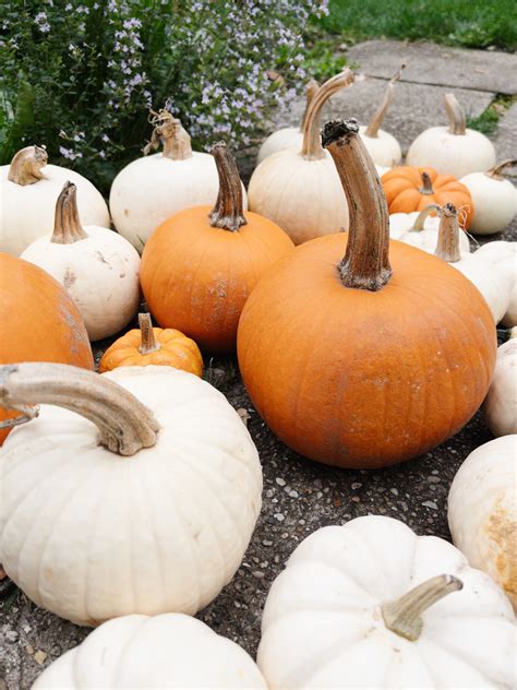 lovely fall garden ideas hope  hedges