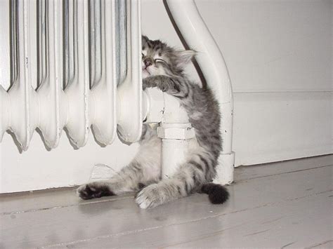 Lustige Katzenbilder Archive » Katzenblog.de - Blog über Katzen und ...