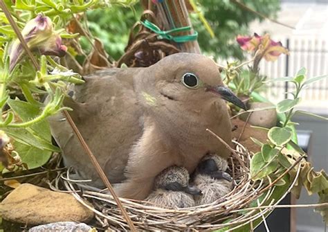 Mourning Dove Egg
