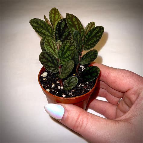 Polynesian Ivy Vine Pellionia Pulchra Trailing Air - Etsy