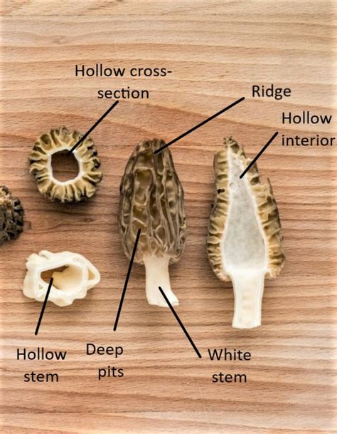 Morel Mushroom Identification: What to Look For and What to Avoid ...