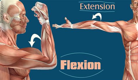 Flexion Vs Extension