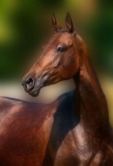 Akpai, Russian Riding Horse by © Kerri-Jo, via Flickr.com | Horses, Akhal teke, Teke