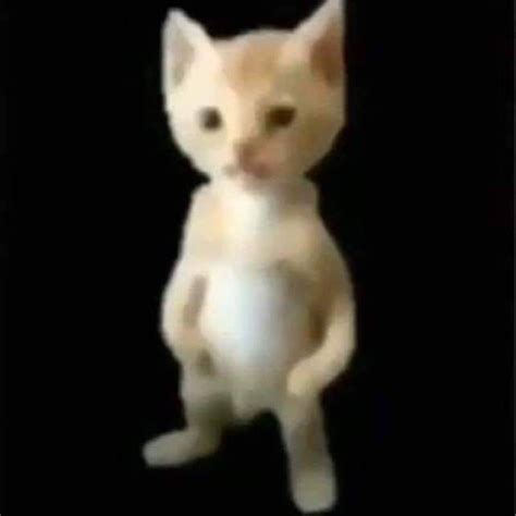 Cute White Kitten on Black Floor