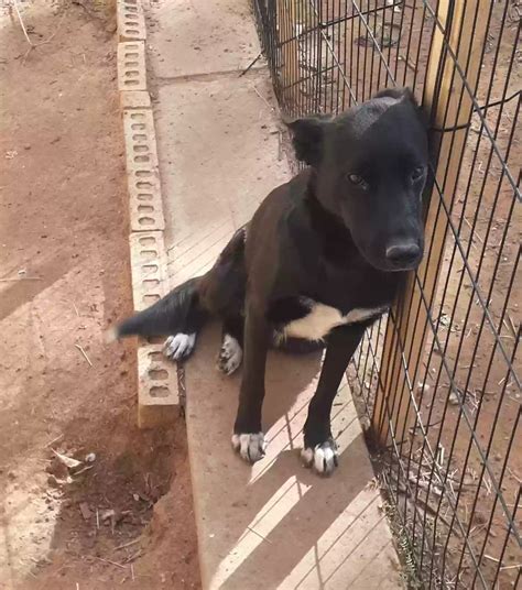 Dog adoption in Lubbock, TX 79423: German Shepherd/Husky mix Dog "No