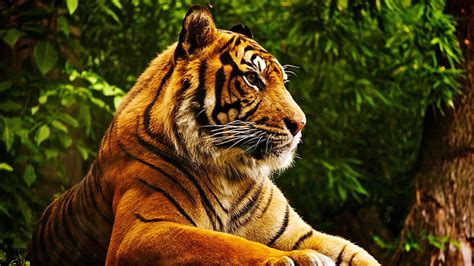 HD wallpaper: selective focus photography of tiger, animals, tropical ...