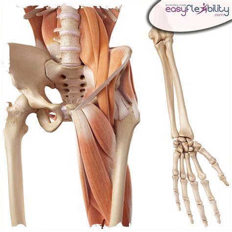 The Psoas Muscle – EasyFlexibility