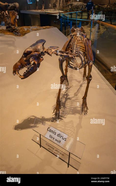 Skeleton cast of a Dire Wolf, Aenocyon dirus, in the Natural History ...