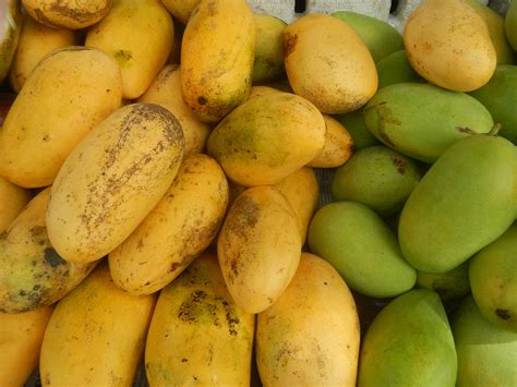 Манго индийское – дерево, древесина и фрукт – Mangifera indica