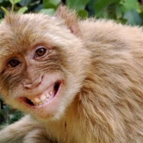 Capital Monkey - Crazy Animals by Capital Monkey | Free Listening on ...