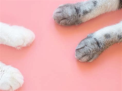 how to get mats out of cats