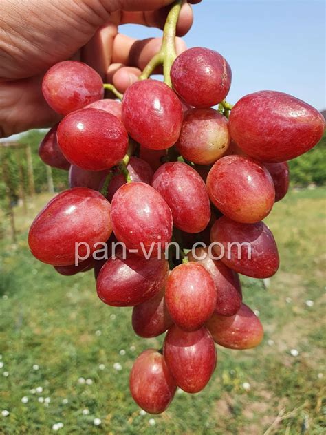 Басанти — pan-vin.com