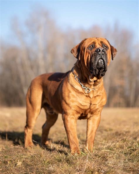 Dog Breed ️ SOUTH AFRICAN #BOERBOEL From Legione Africana Boerboels ...
