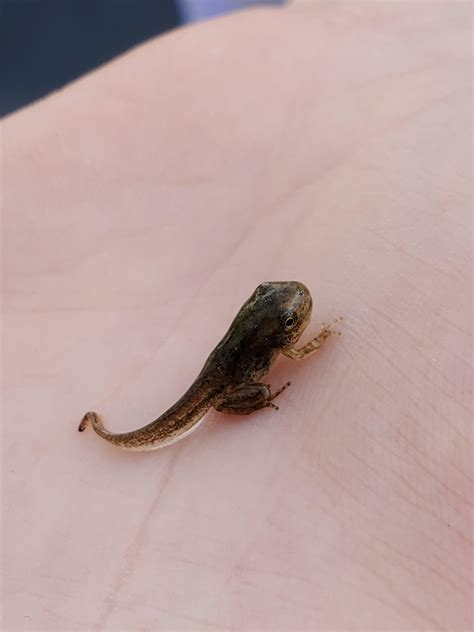 1199 best Tadpole images on Pholder | Frogs, Nature Is Fucking Lit and