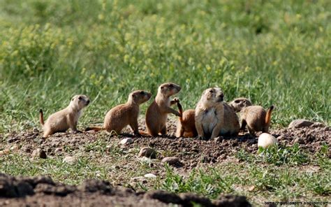 Prairie Dog Burrows | Amazing Wallpapers