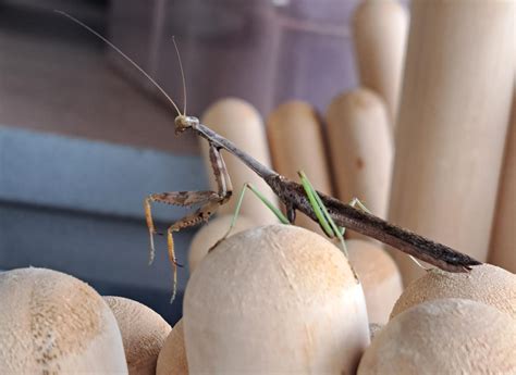 Keeping an eye on shoppers at a thrift store in Arkansas : r/whatsthisbug