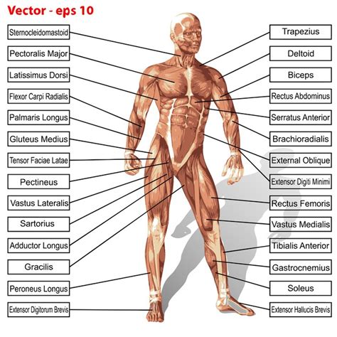 dentrodabiblia: anatomie