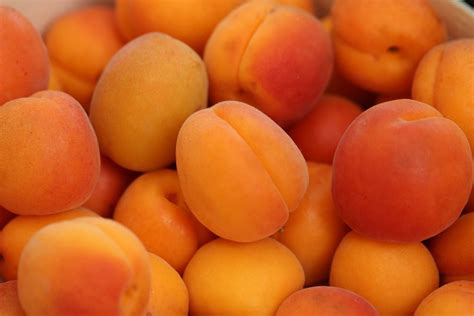 Abrikos - goaroma.dk