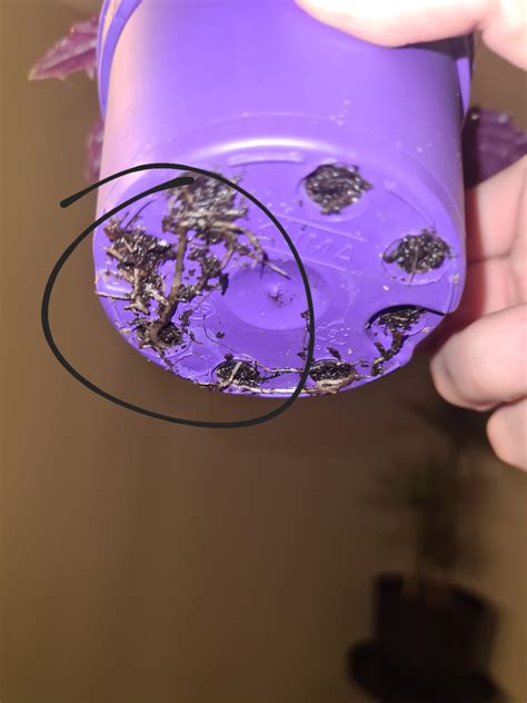 Is this root rot? : r/plantclinic