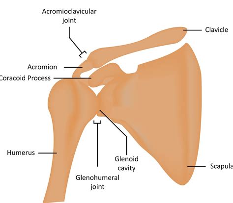 The (Acromio-Clavicular) AC Joint: Common Conditions and Treatment
