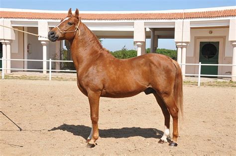 Berber horse | Лошади