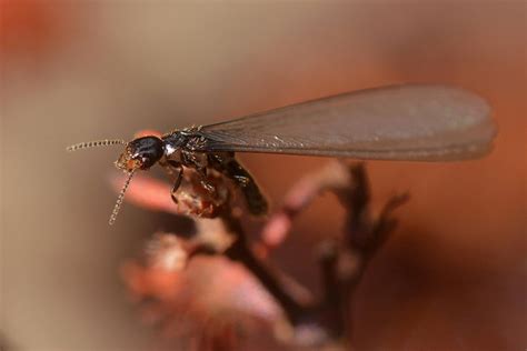 Subterranean Termites: Signs, Habits, Prevention & Treatment