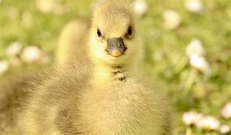 289+ Names for your Baby Goose - Farmhouse Guide