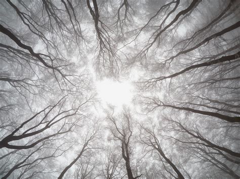 symmetry of trees. on Pantone Canvas Gallery
