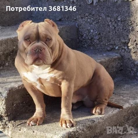 Американско Були Родословно в Питбул в гр. Благоевград - ID42832095 ...