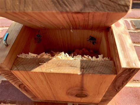 A summer with Northern Paperwasps : r/WASPs