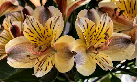 Jak se překládá alstroemeria?