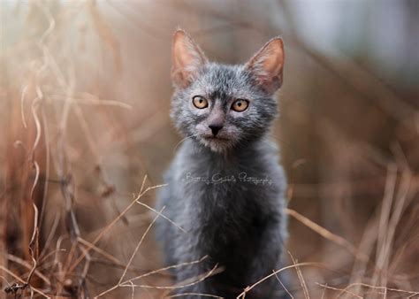 Lykoi Cat Cat Breed Information - Cat Breeds at ThePetOwners
